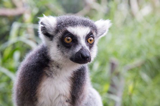 Jardim Zoológico de Melbourne